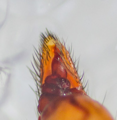 Trachelas volutus