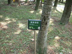 Saribus rotundifolius