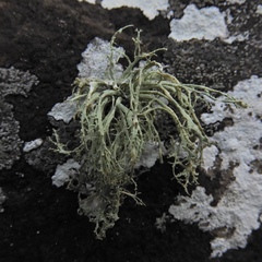 Ramalina petrina