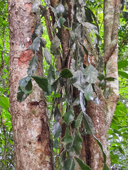 Rhipsalis elliptica