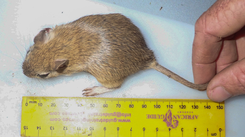 Bushveld Gerbil