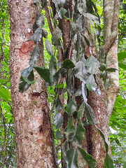 Rhipsalis elliptica