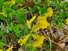 Chamaecytisus wulfii