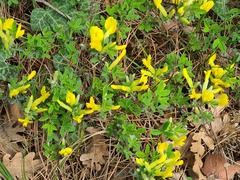 Chamaecytisus wulfii