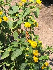 Danaus plexippus