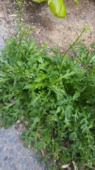 Capsella bursa-pastoris