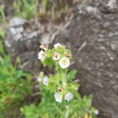 Phacelia ixodes