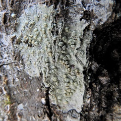 Pertusaria rubefacta