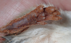 Gerbilliscus leucogaster