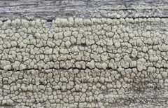 Lecanora varia