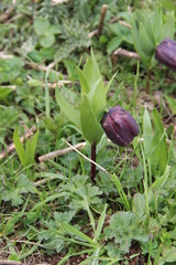 Fritillaria latifolia
