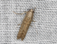 Cryptoblabes hemigypsa