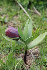 Fritillaria latifolia