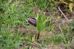 Fritillaria latifolia