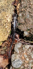 Plethodon glutinosus
