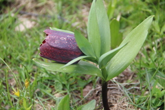 Fritillaria latifolia