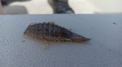 Saduria