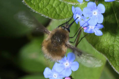 Bombylius cinerascens