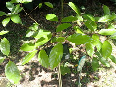 Cinnamomum micranthum