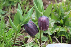 Fritillaria latifolia