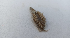Saduria