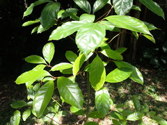 Cinnamomum micranthum