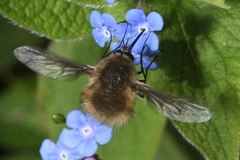 Bombylius cinerascens