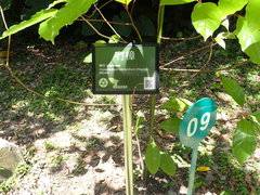 Cinnamomum micranthum