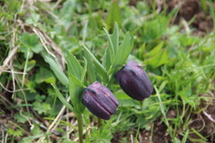 Fritillaria latifolia