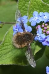 Bombylius cinerascens