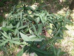 Trachelospermum lucidum