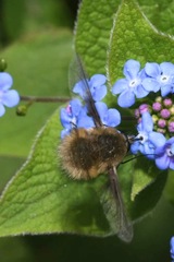Bombylius cinerascens