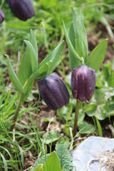 Fritillaria latifolia