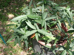 Trachelospermum lucidum