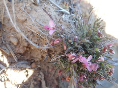 Polygala affinis