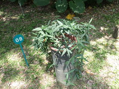 Trachelospermum lucidum