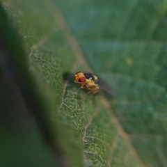 Liriomyza huidobrensis