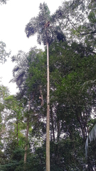 Syagrus