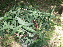 Trachelospermum lucidum