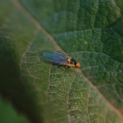 Liriomyza huidobrensis