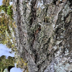 Bacidia schweinitzii