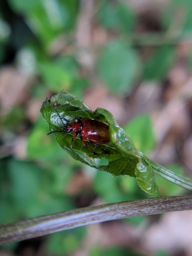 ľaliovník cibuľový (Lilioceris merdigera)