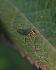 Liriomyza huidobrensis