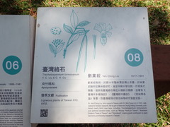 Trachelospermum lucidum