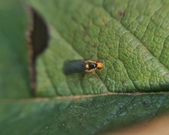 Liriomyza huidobrensis