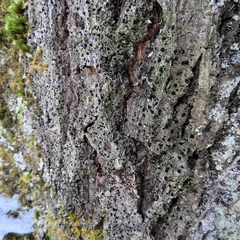 Bacidia schweinitzii