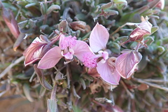 Polygala affinis