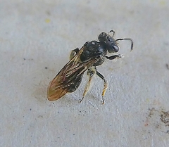Hymenoptera
