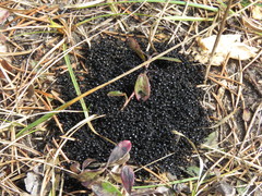 Dolichoderus taschenbergi