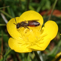 Andrena labiata